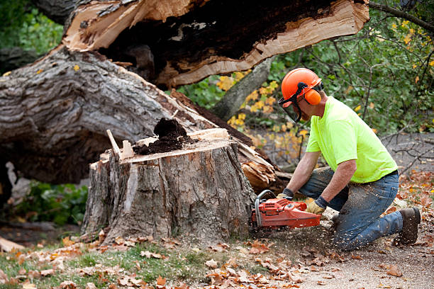 Professional Tree Care  in El Dorado, AR